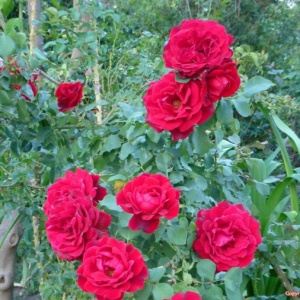 Роза 