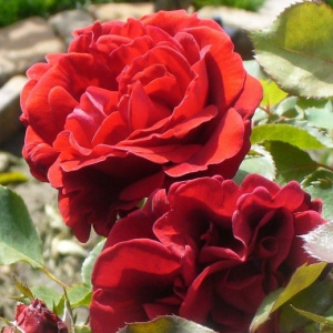 Роза 