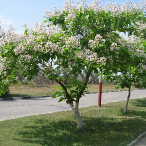 Катальпа