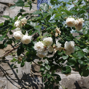 Роза 