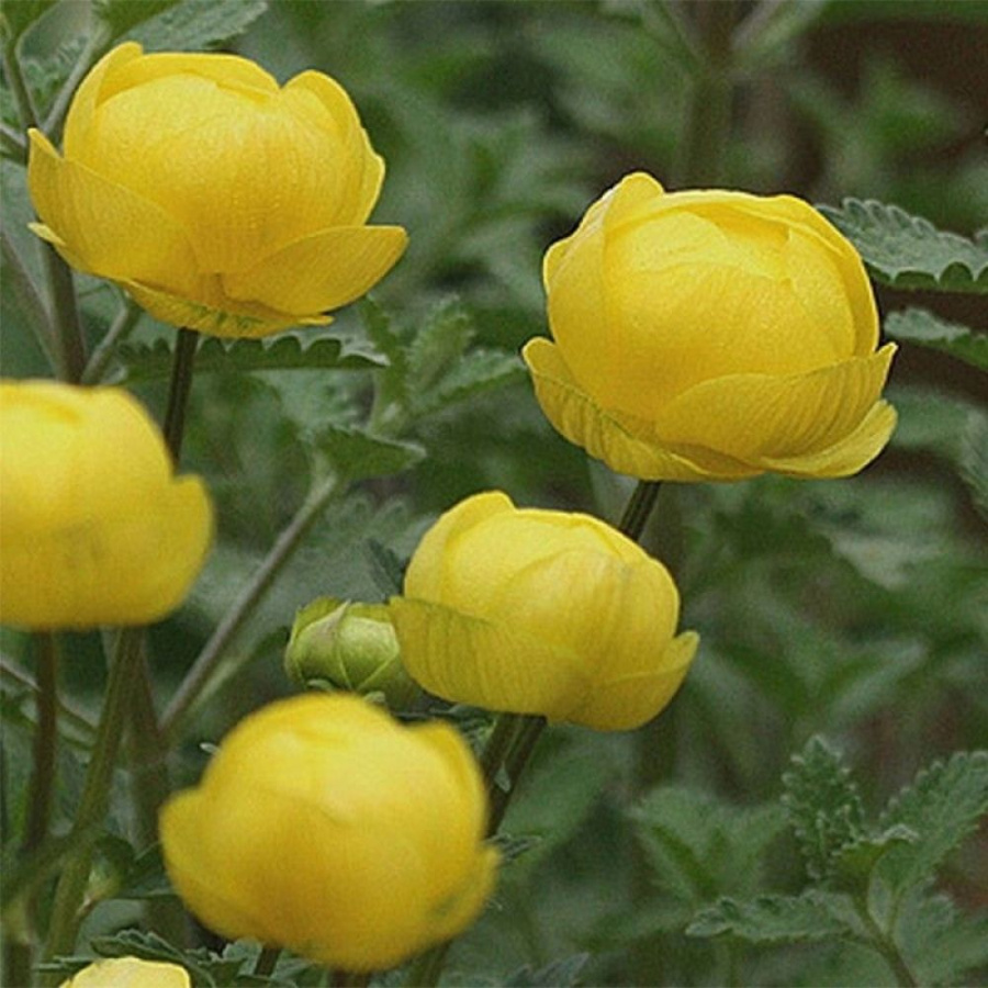 Купальница гибридная 