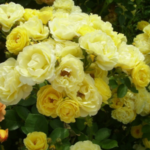 Роза 