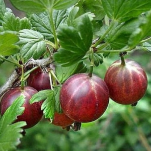 Крыжовник 