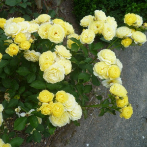 Роза 