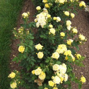 Роза 