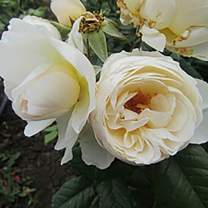 Роза 