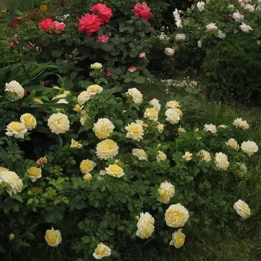 Роза 