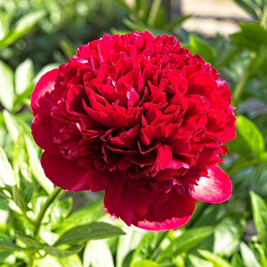 Пион гибридный 