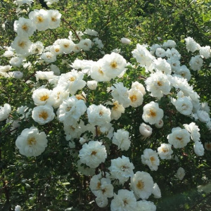 Роза 
