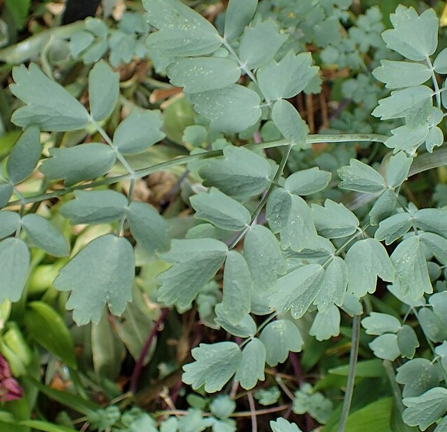 Василистник желтый Глаукум (flavum susp. glaucum)