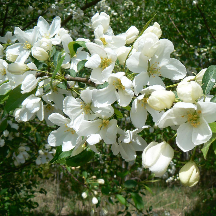 Яблоня маньчжурская