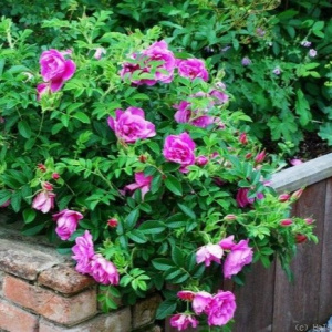 Роза 