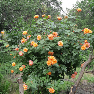 Роза 