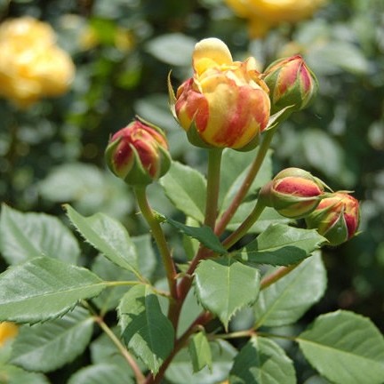 Роза 