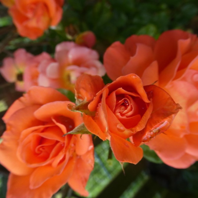 Роза 