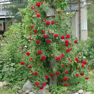 Роза 