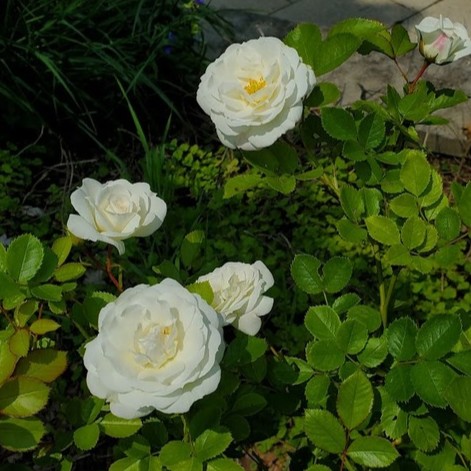Роза 