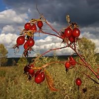 Роза даурская