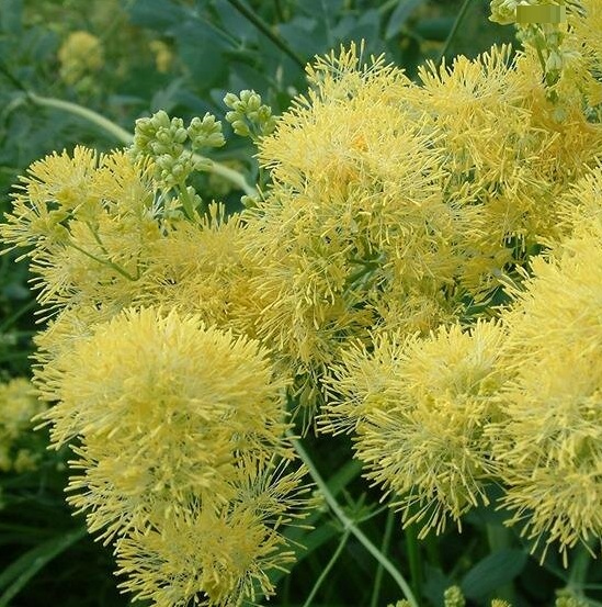 Василистник желтый Глаукум (flavum susp. glaucum)