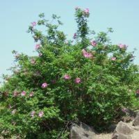 Роза даурская