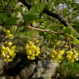 Барбарис амурский