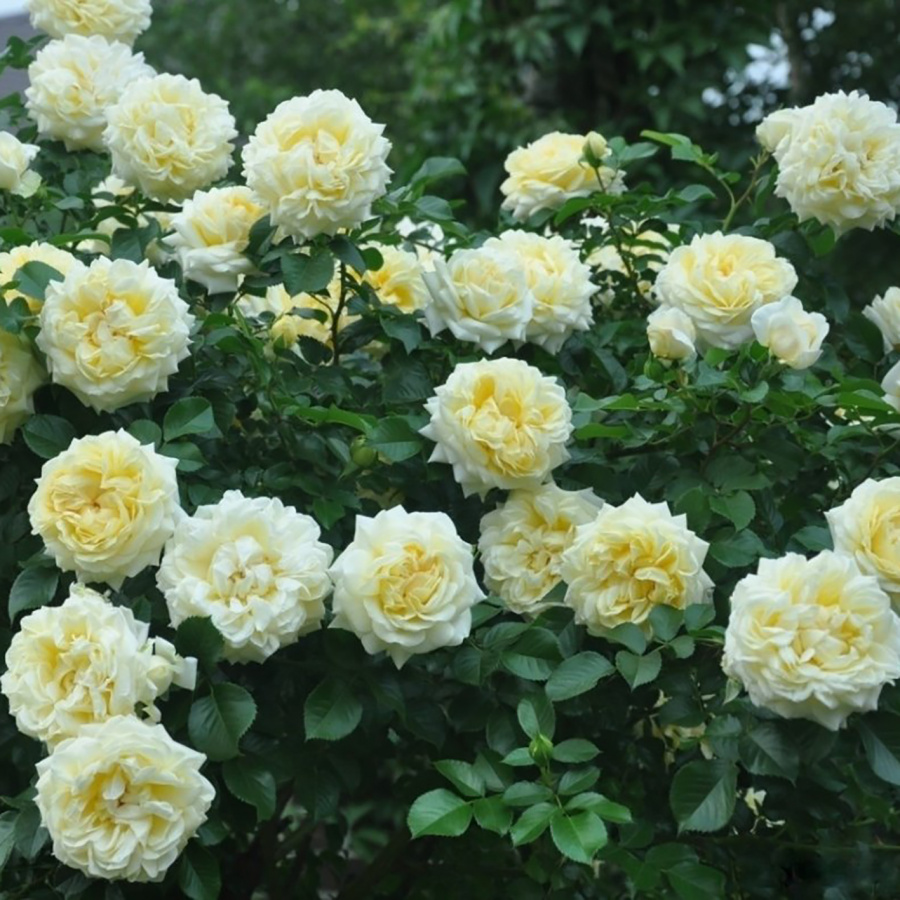 Роза 