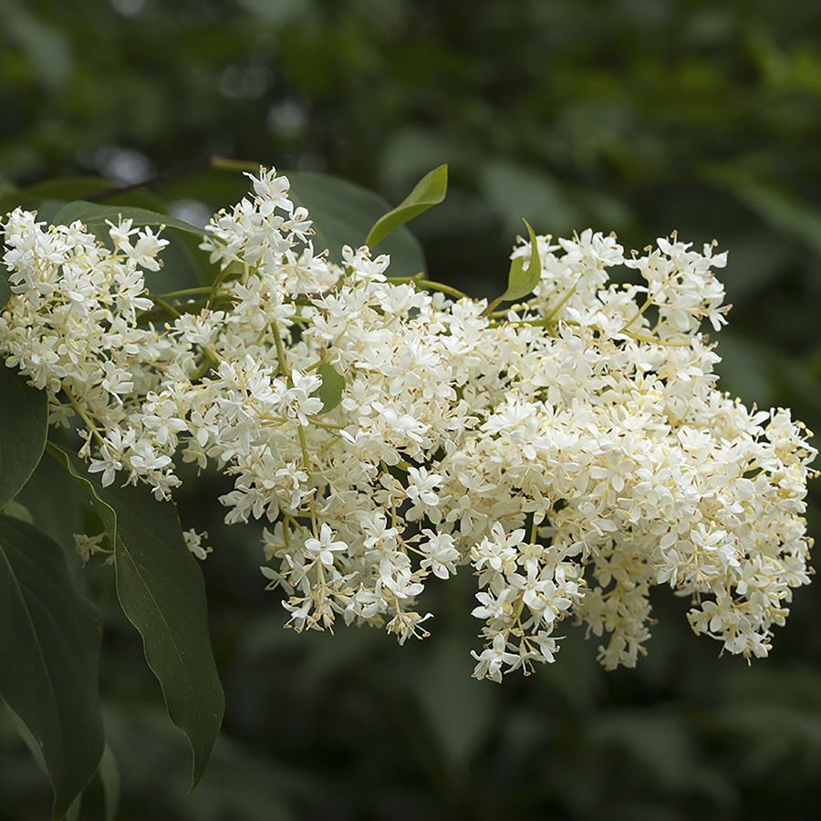 Сирень амурская