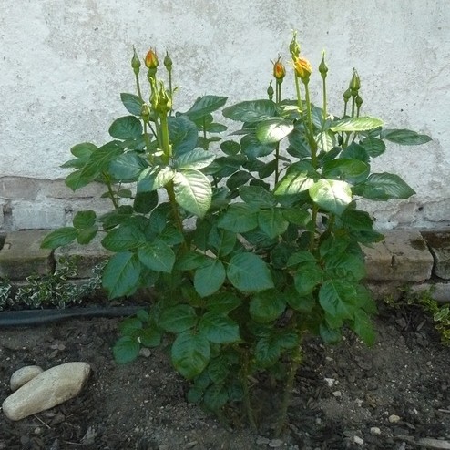 Роза 