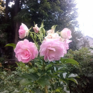 Роза 
