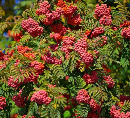 Рябина 