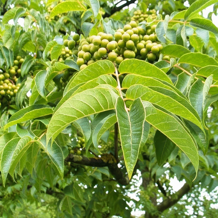 Бархат амурский