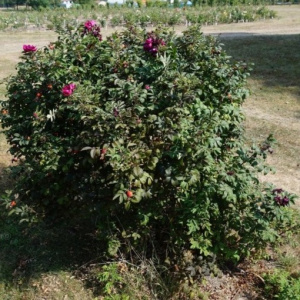 Роза 