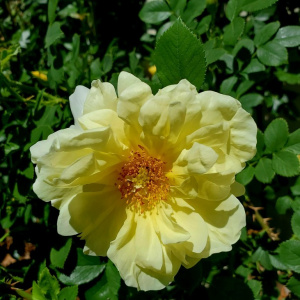 Роза 