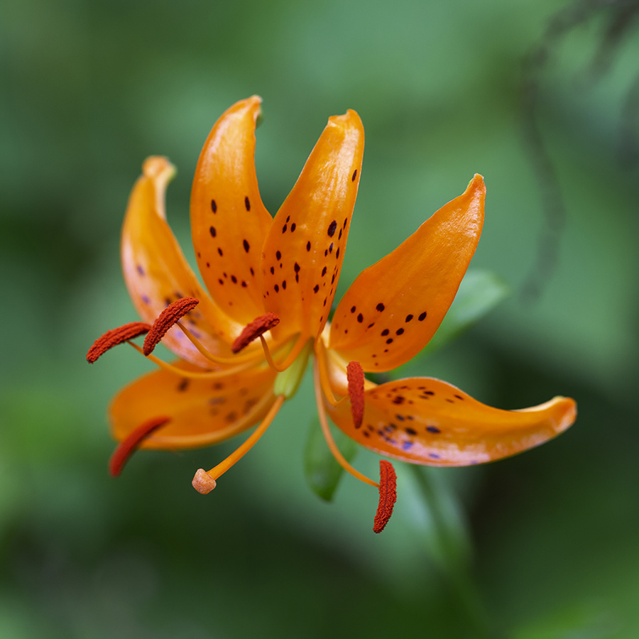 Лилия двурядная