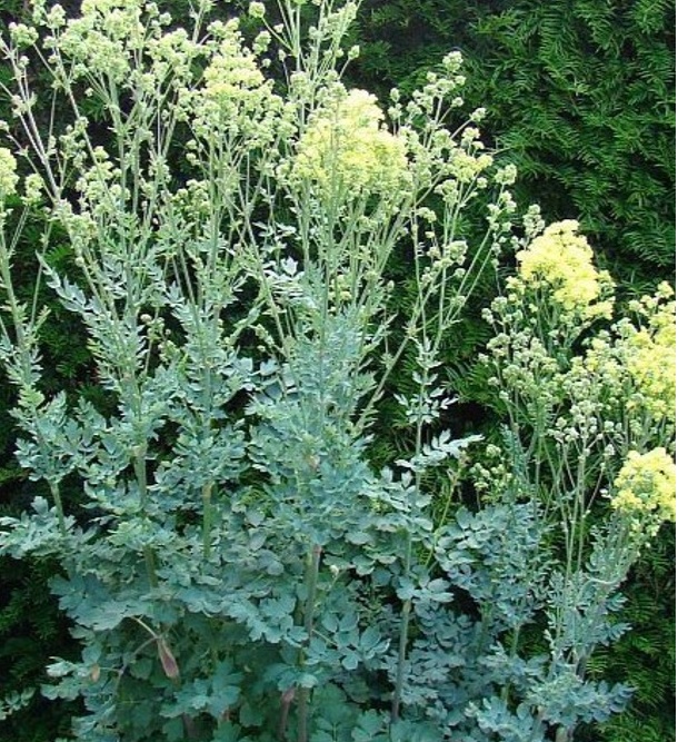 Василистник желтый Глаукум (flavum susp. glaucum)