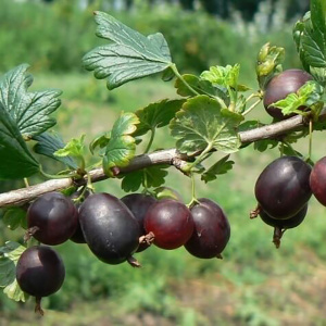 Крыжовник 