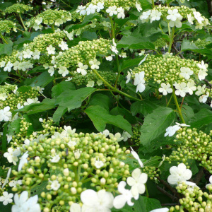 Калина обыкновенная 